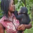 Американские антропологи обнаружили, что юные шимпанзе охотно делятся пищей со сверстниками, но с возрастом становятся всё более жадными. У бонобо детское добродушие сохраняется на всю жизнь. Другие особенности поведения бонобо тоже указывают на некоторую «задержку развития» по сравнению с шимпанзе. Новые результаты подтвердили гипотезу, согласно которой изменения в скорости и хронологической последовательности формирования разных психических черт играют важную роль в эволюции человекообразных.
