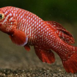 Гены «не управляют» поведением: пример карпозубой рыбки