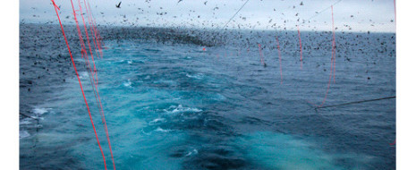 Американские ученые на основе анализа глобальных баз данных вывели новое экологическое правило. Оно гласит: треть рыбных запасов оставляем морским птицам. Это значит, что сохранение устойчивости популяций морских птиц требует...