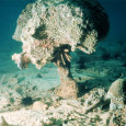 В серии экспериментов, проведенных на кораллах Большого Барьерного pифа, был выявлен триггерный механизм, запускающий гибель кораллов. Ни толстый слой осадка, ни дефицит кислорода, ни подкисление среды сами по себе...
