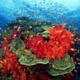 Рифовые системы являются геоморфологическим барьером, седиментационными и химико-биологическими фильтрами в направленном от суши к океану потоке влияния гео-биосферных процессов. Геоморфологический барьер рифовой системы...