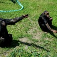 В своё время в 70-х гг. Чарльз Менцель провёл знаменитые опыты по дистанционному наведению. В них шимпанзе, знавший где находится спрятанная еда, направлял группу незнающих шимпанзе точно к ней. Самое главное было то, что...