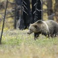 Анализ каскада экосистемных последствий от возвращения волков и других крупных хищников на особо охраняемые природные территории, где они ранее были истреблены человеком, показывает, что именно их воздействие на копытных и...