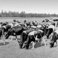 Хочу написать про "кризис кормов", подрывавший производство мяса в СССР 1960-1970 гг и вызвавший массовые закупки фуражного зерна за границей...