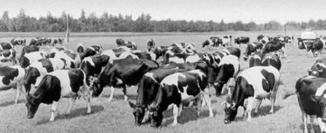 Хочу написать про "кризис кормов", подрывавший производство мяса в СССР 1960-1970 гг и вызвавший массовые закупки фуражного зерна за границей...