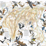 О последних достижениях в области изучения навигации у мигрирующих птиц