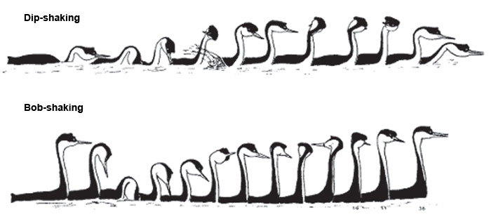 Демонстрации ухаживания «dip-shaking» и «bob-shaking» у водоплавающей птицы западной поганки очень сходны, но имеют отличия в ключевых моментах, в начале и конце. Этого достаточно, чтобы их визуальные образы четко различались. (Из: Nuechterlein С, Storer R., «Condor», 1982, т. 84. 4)