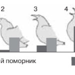 О «генераторах нового» в поведении животных