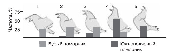 Между «долгими криками» двух видов поморников сохраняются устойчивые различия: 1–5 — последовательные фазы долгого крика, столбики внизу — частота встречаемости у того и другого вида. (По:. Pietz P., «Condor», 1985, т. 81). 
