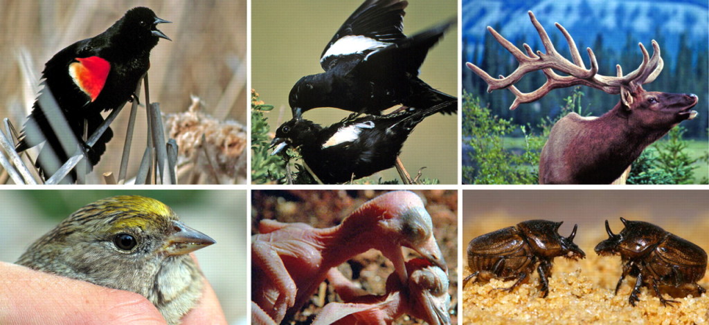 The types of ornaments and weapons produced by sexual selection (top row) are also produced by non-sexual social selection (bottom row). The red epaulettes of red-winged blackbirds (Agelaius phoeniceus, top left) are used in territorial defence during the breeding season [32], resulting in enhanced mating success; the colourful crowns of golden-crowned sparrows (Zonotrichia atricapilla, bottom left) help win contests over food in winter [33], and winter social dominance correlates with enhanced survival in other bird species. Bird beaks are used as weapons by many birds to defend territories that serve to attract mates, including lark buntings (Calamospiza melanocorys, top centre) [34]; beaks are also used as weapons by offspring in species such as laughing kookaburras (Dacelo novaeguineae, bottom centre; photo Sarah Legge), wherein siblicide increases food resources for the aggressor, resulting in improved survival [35]. Horns and antlers are favoured by sexual selection in male insects and mammals such as elk (Cervus canadensis, top right), where they function as weapons used in fights over females [36]; female beetles (Onthophagus sagittarius) use their horns to fight over resources their offspring require [37] (bottom right; photo Sean Stankowski). All photos by Bruce Lyon unless credited otherwise.