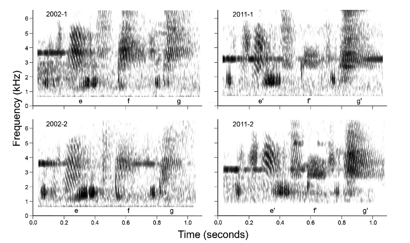 Изменчивый элемент между 2-м и 3-им свистом в типичной «четырёхсвистовой» песне самцов звонаря в Монтеверде, Коста-Рика. В каждый сезон соответствующие вокализации у разных самцов идентичны, но меняются от года к году