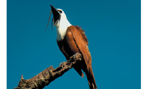 У котинг и близких групп независимо развивается  обучение пению, что может быть частью процесса формирования поведения молодых самцов путём своего рода «оттискивания»...