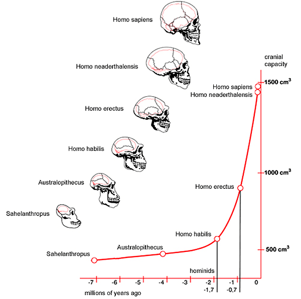 brain_theory_human_individual_1_600