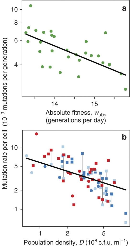 MRP in E. coli strains. Relationship of mutation rate (μ) per cell (a) to absolute fitness (wabs) in wild-type E. coli K-12, and (b) to final population density (D) in E. coli B strains. In a, the line is the fitted curve (log2(μ)=7.9−0.39 × wabs) from Model 1 (see Methods). In b, dark and light blue indicate, respectively, the Ara− (REL606) and Ara+ (REL607) ancestral B strains, and red indicates the strain evolved for 20,000 generations (REL8593A). Circles are monocultures, squares are cocultures; thin lines link estimates from two strains in the same coculture. The line is the fitted curve (log2(μ)=15−4.7 × log2(D)) from Model 2. Note that mutation rate and population density axes are logarithmic.