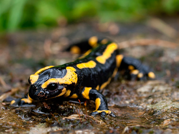 Рис. 1. Из-за распространения патогенных грибов существование саламандр в Европе оказывается под угрозой. Фото с сайта flickr.com