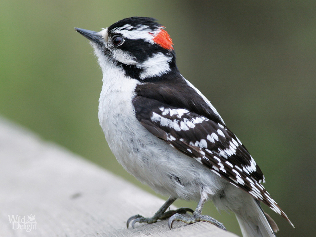 Downy-Woodpecker-01