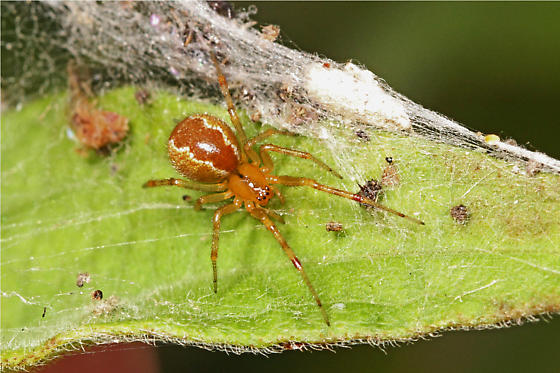 New-Spider-Study-Shows-Personality-Decides-Their-Jobs