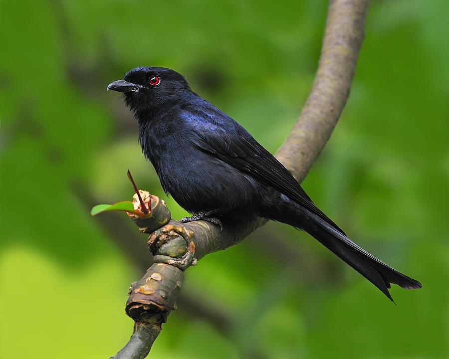 fork-tailed-drongo-tony-beck
