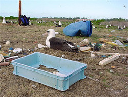 У 90% морских птиц в желудках могут быть кусочки пластика – к такому заключению пришли авторы новой статьи в журнале PNAS. Их модель учитывает распространение пластмассового мусора в океане,...