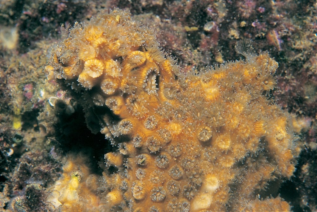Коралл Oculina patagonica