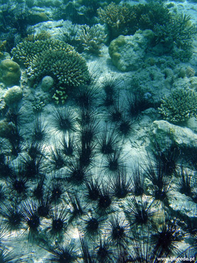 Морские ежи Diadema antillarum среди кораллов