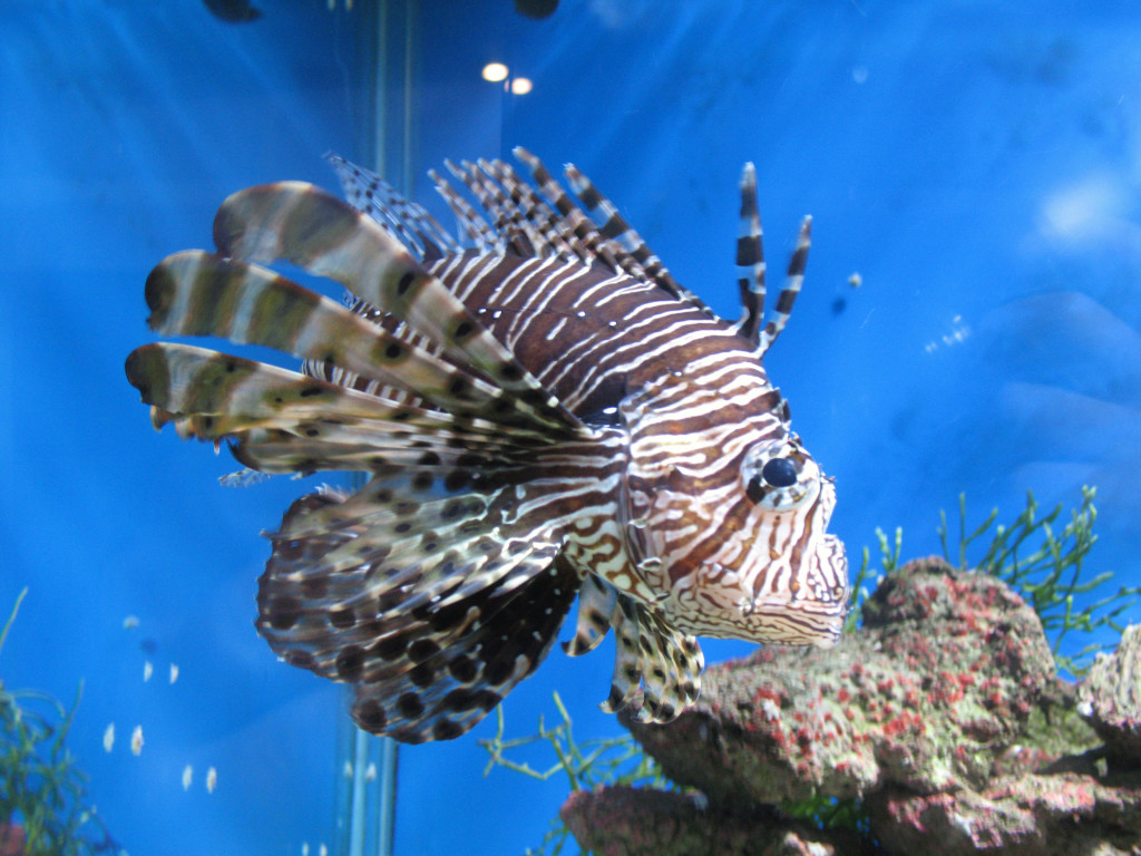 Pterois volitans