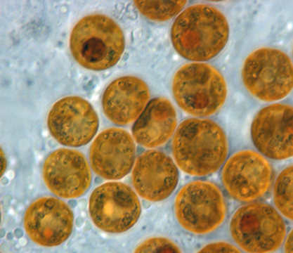 Коралловые симбионты Symbiodinium