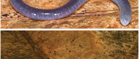 Новый вид червяг убедил исследователей, что необычный способ вскармливания детей родительской кожей может быть древнее, чем до сих пор считалось, а живородящие виды червяг, кормящие...