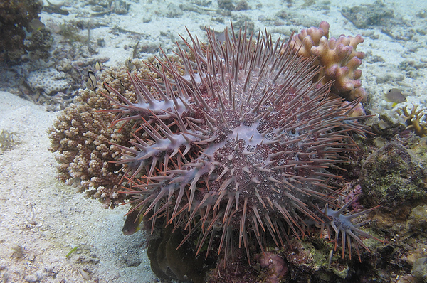 Морская звезда Асаnthaster planci поедает коралл