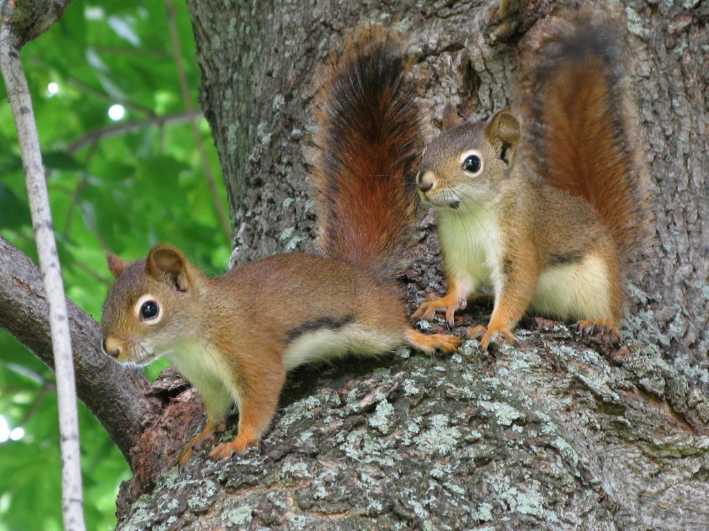 Рыжая белка Tamiasciurus gudsonicus