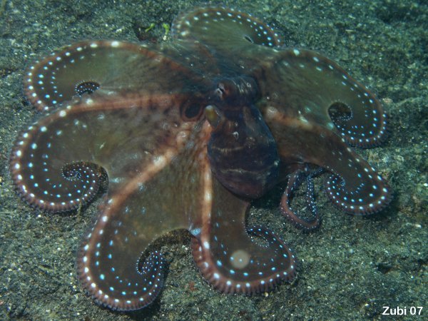 Осьминог Octopus cyanea