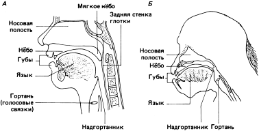Схематическое изображение (сагиттальное сечение) головы и шеи А – взрослый человек; Б – взрослый шимпанзе. Строение гортани шимпанзе и ее расположение в верхней части голосового пути не позволяет им, в отличие от человека, с помощью языка менять конфигурацию глотки и осуществлять модуляцию звуков (по Lieberman 1968, с изменениями). Источник