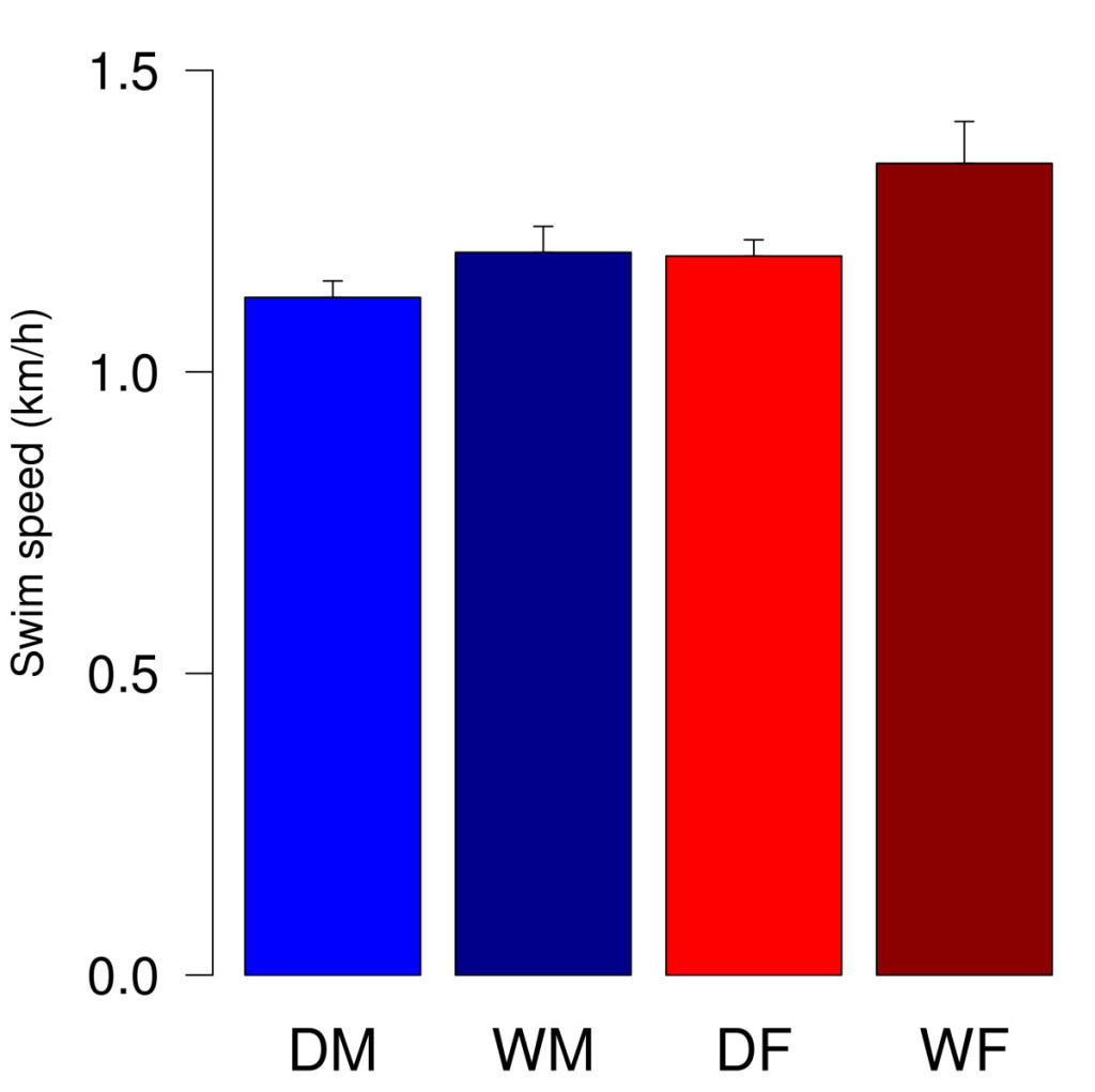 Рис.1. Swim speed in the Morris water maze task. Data represent mean (+SEM) speeds of trial one to ten. DM = male domestic guinea pigs (n = 15), DF = female domestic guinea pigs (n = 13), WM = male wild cavies (n = 13), WF = female wild cavies (n = 13). ANOVA revealed significant effects of sex and domestication (sex: F1, 50 = 6.38, p = 0.015; domestication: F1,50 = 5.21, p = 0.027).