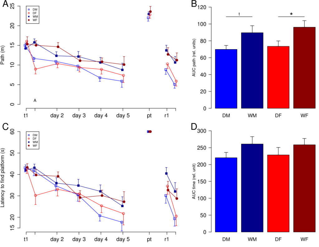 Рис.2. Learning performance in the Morris water maze task. DM = male domestic guinea pigs (n = 15), DF = female domestic guinea pigs (n = 13), WM = male wild cavies (n = 13), WF = female wild cavies (n = 13). A) Learning curve analyzed by path length. The two trials of the first day are depicted separately. Data for day two to day five are combined values of two trials per day. In the probe trial (pt) the platform was removed. Two retention trials (r1 and r2) were conducted on the same day with the platform being moved to the opposite quadrant of the pool. Data represent means and SEMs. B) Comparison of the groups by analysis of the areas under the learning curves (AUC) of the parameter 'path length' calculated for the acquisition phase (trial one, day one to trial ten, day 5). Data represent means + SEM. ANOVA revealed a significant effect of domestication (F1, 47 = 9.32, p < 0.01). Statistical symbols of post hoc analysis are depicted in the figure. * = p < 0.05, t = p < 0.1. C) Learning curve analyzed by latency to find the platform. D) Comparison of the groups by analysis of the areas under the learning curves (AUC) of the parameter 'latency' calculated for the acquisition phase (trial one, day one to trial ten, day 5). ANOVA revealed effects of domestication as a statistical trend (F1, 47 = 3.02, p = 0.09).