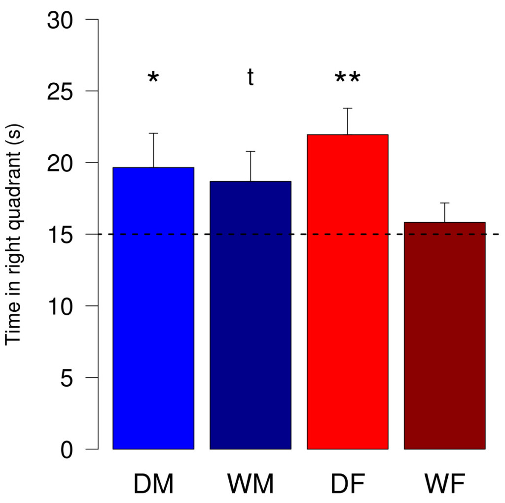 Рис.3. Time spent in the right quadrant of the Morris water maze. In the probe trial the platform was removed and animals explored the pool for 60 s. Data represent mean (+SEM) time the animals were recorded to be in the quadrant of the pool where the platform used to be in previous trials. DM = male domestic guinea pigs (n = 15), DF = female domestic guinea pigs (n = 13), WM = male wild cavies (n = 13), WF = female wild cavies (n = 13). Statistics: one-sample t-test testing the deviation from chance-level (dotted line). ** = p < 0.01, * = p < 0.05, t = p < 0.1. 