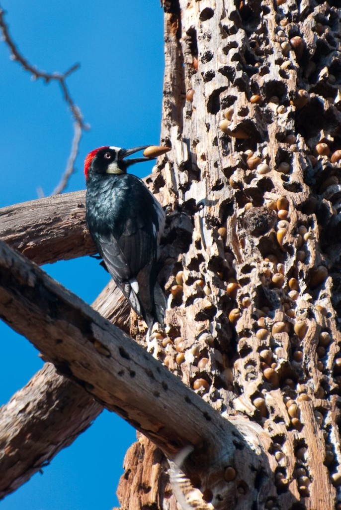 800px-Acorn_Woodpecker_with_Hoard