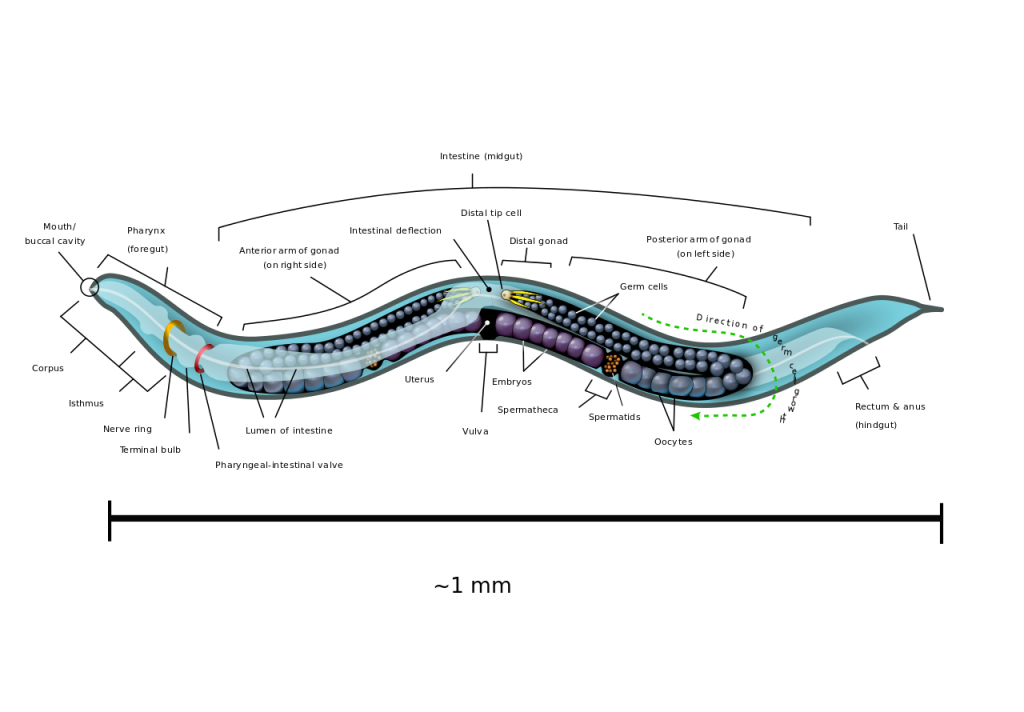 Caenorhabditis_elegans_hermaphrodite_adult-en.svg