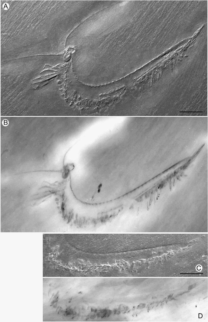 Wingertshellicus backesi, lateral view, specimen SMNS 64880 (D.b.). (A) Photograph. (B) Radiograph. (C) Counterpart; photograph. (D) Counterpart; radiograph. Scales 10 mm 