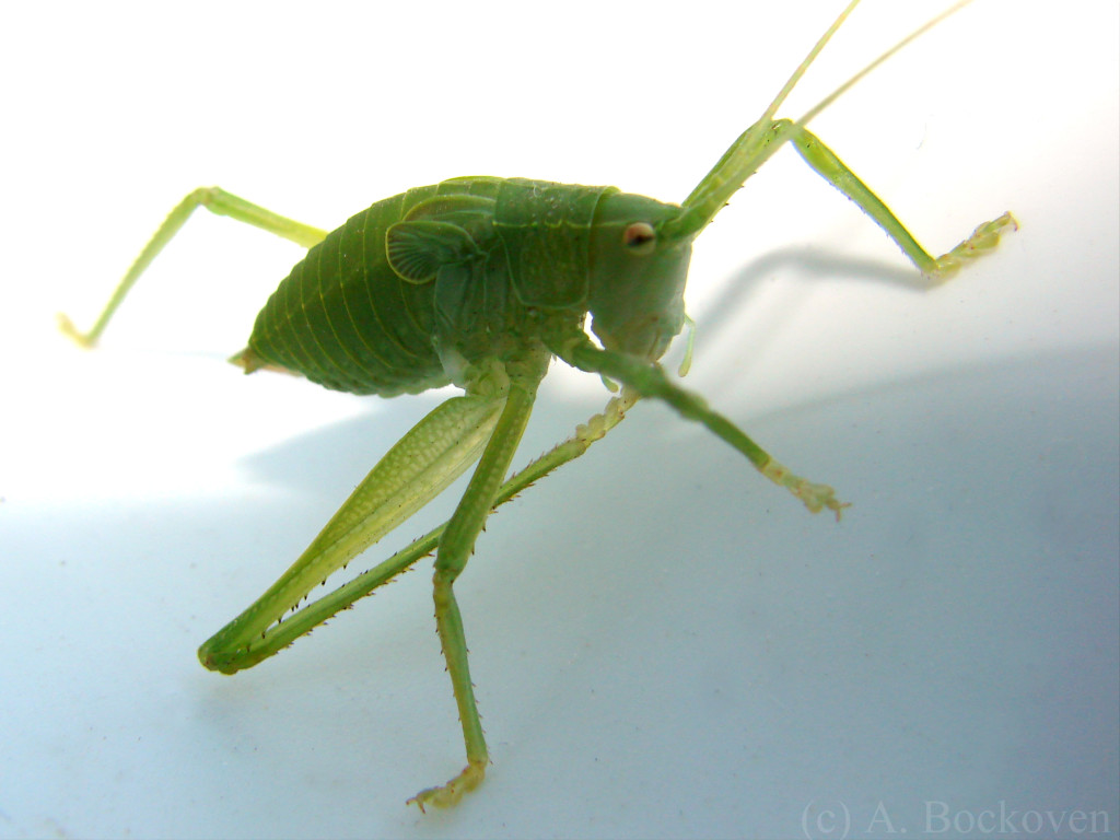 tettigoniidae_katydid_nymph_grooming