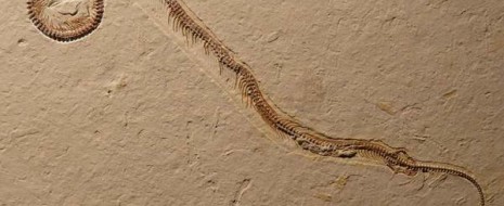 Кто был предком змей? Какая-нибудь ящерица, у которой ножки отпали и не регенерировались, или, может, водное чудище наподобие мозазавра? В этом году наука немножко приблизилась к ответу на этот...