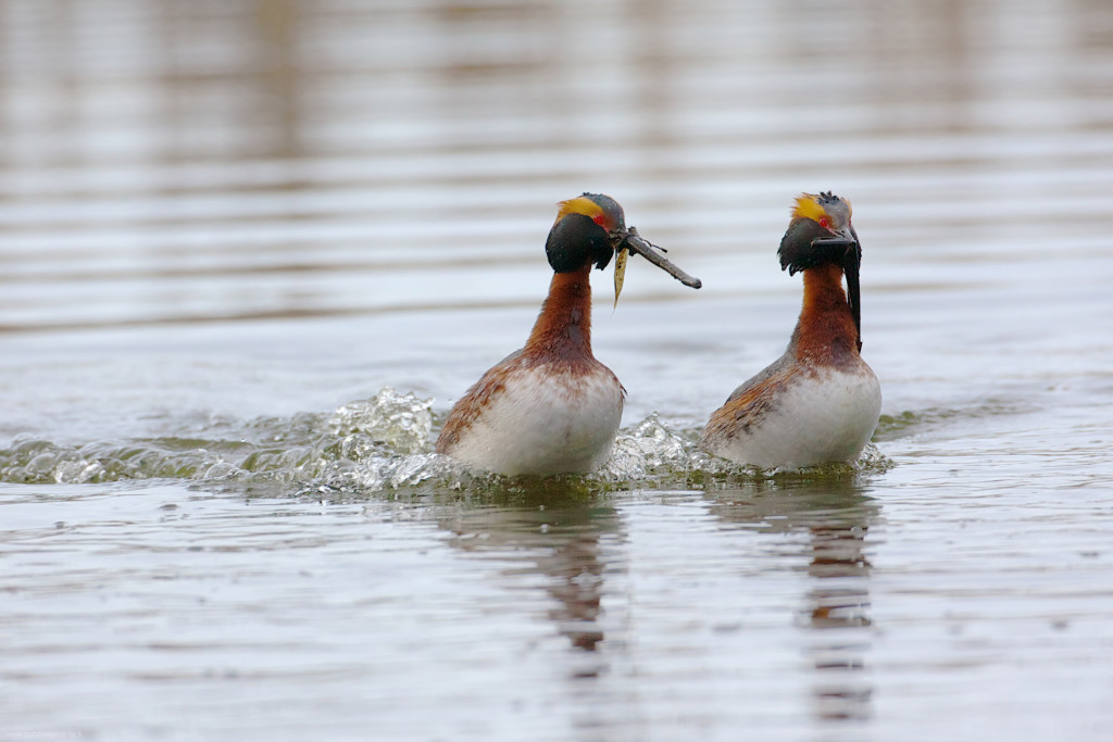 Ухаживание красношейных поганок Podiceps auritus