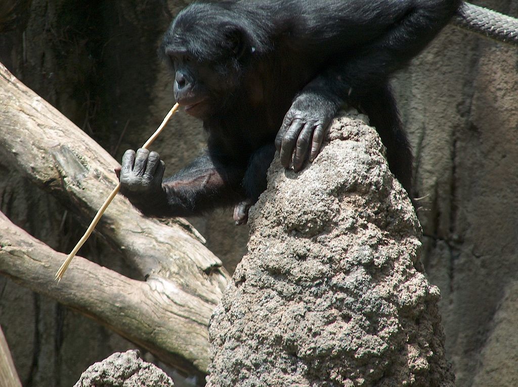 Бонобо "удит" термитов