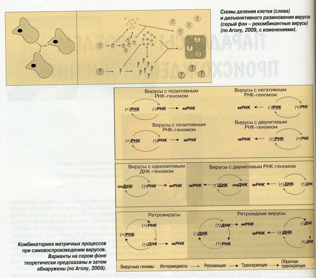 Рисунок 1. Схемы деления клетки (слева) и дизъюнктивного размножения вирусов (серый фон - рекомбинантные вирусы) (по Аголу, 2009, с изменениями). 