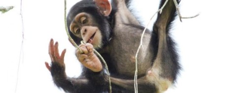Анализ имеющихся сходств  позволяет заключить, что «телесно» (или «биологически») наш предок был больше всего похож на бонобо, включая этологию, структуру сообщества и пр. Единственные же...