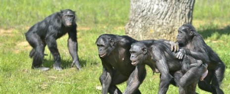 Нахоко Токуяма и Такеши Фуруичи показали, каким образом в сообществах бонобо складывается доминирование самок, если самцы крупнее и сильнее. Тут важно поведение самки-матриарха (big mama), направленно поддерживающей самок моложе если вдруг у них стычка с самцом.