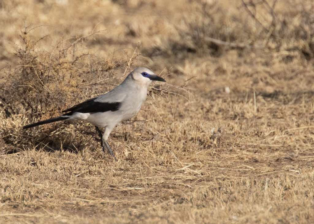 Африканский кустарниковый ворон Zavattiornis stresemannii