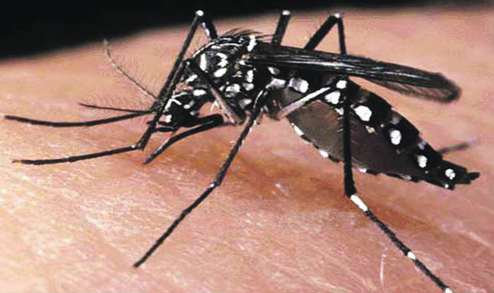 Aedes aegypti - переносчик