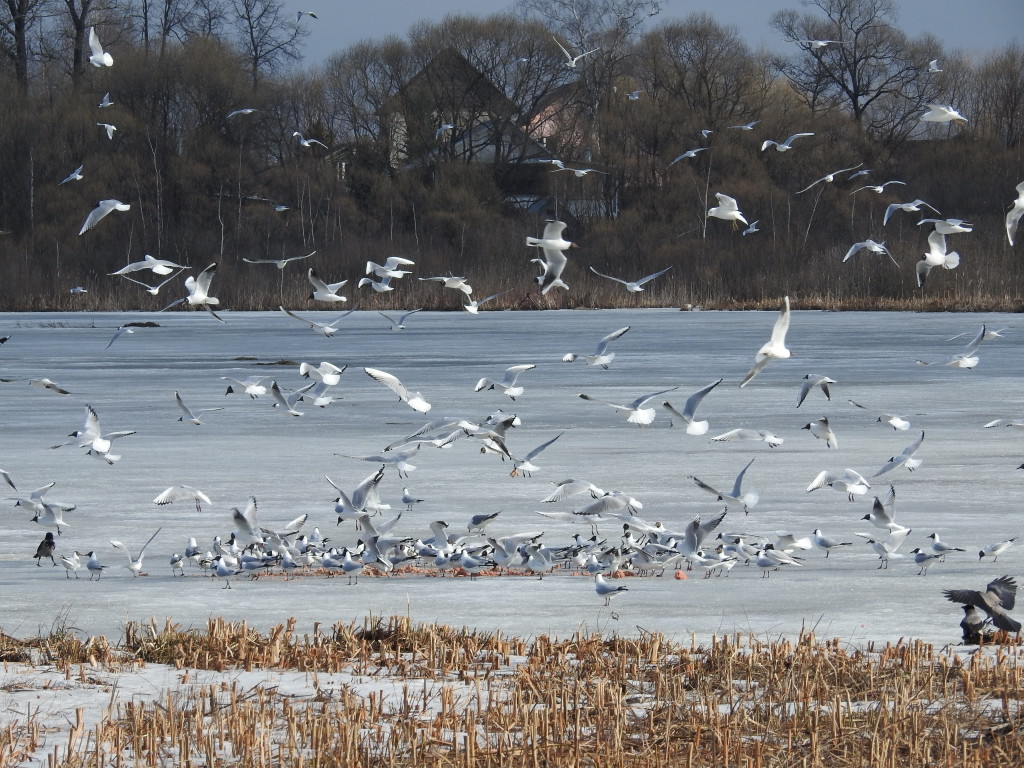 оз.Киово, апрель 2016, фото с сайта kiovo.ru