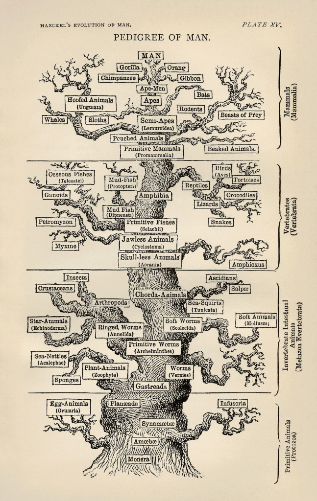 tree_of_life_by_haeckel