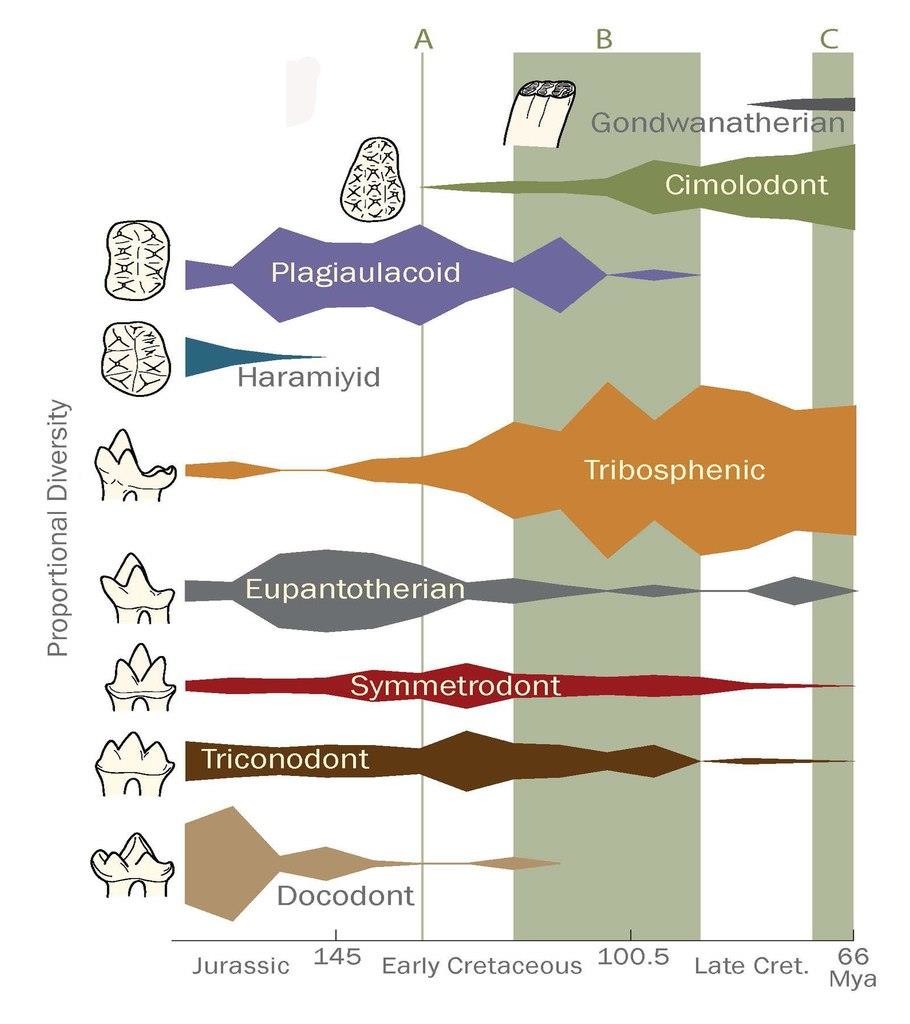 Относительное родовое разнообразие различных групп мезозойских млекопитающих.
